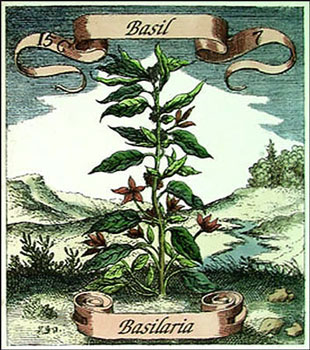 Basil - Scorpio