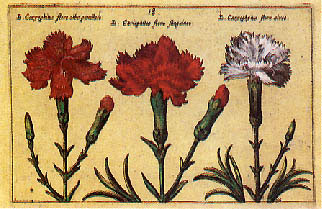 carnation - flower of sagittarius
