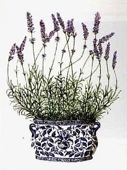 Lavender - flower of Gemini