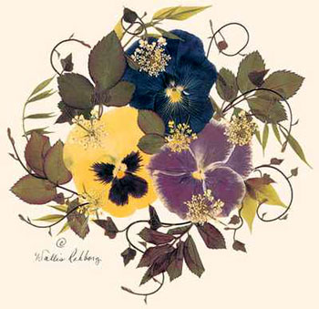Panises - flower of Capricorn