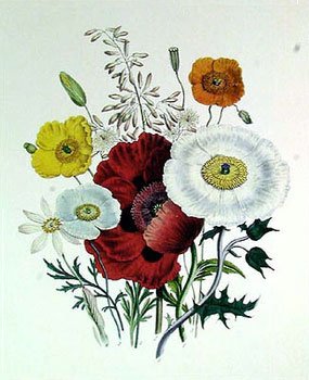 poppies - flower of Virgo